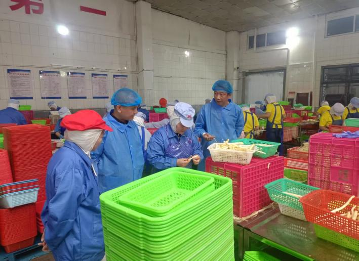 奔赴菏澤考察蘆筍種植采收情況