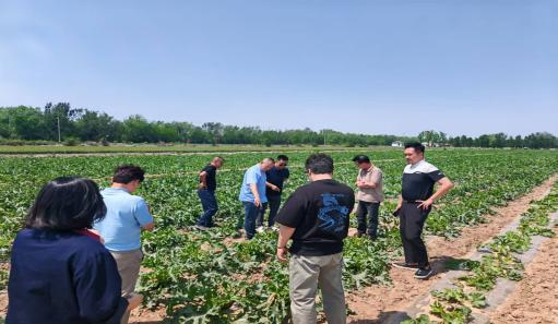 韓國客戶代表團到訪我司實地考察茭瓜種植基地