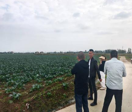 公司李總實地考察綠菜花種植基地
